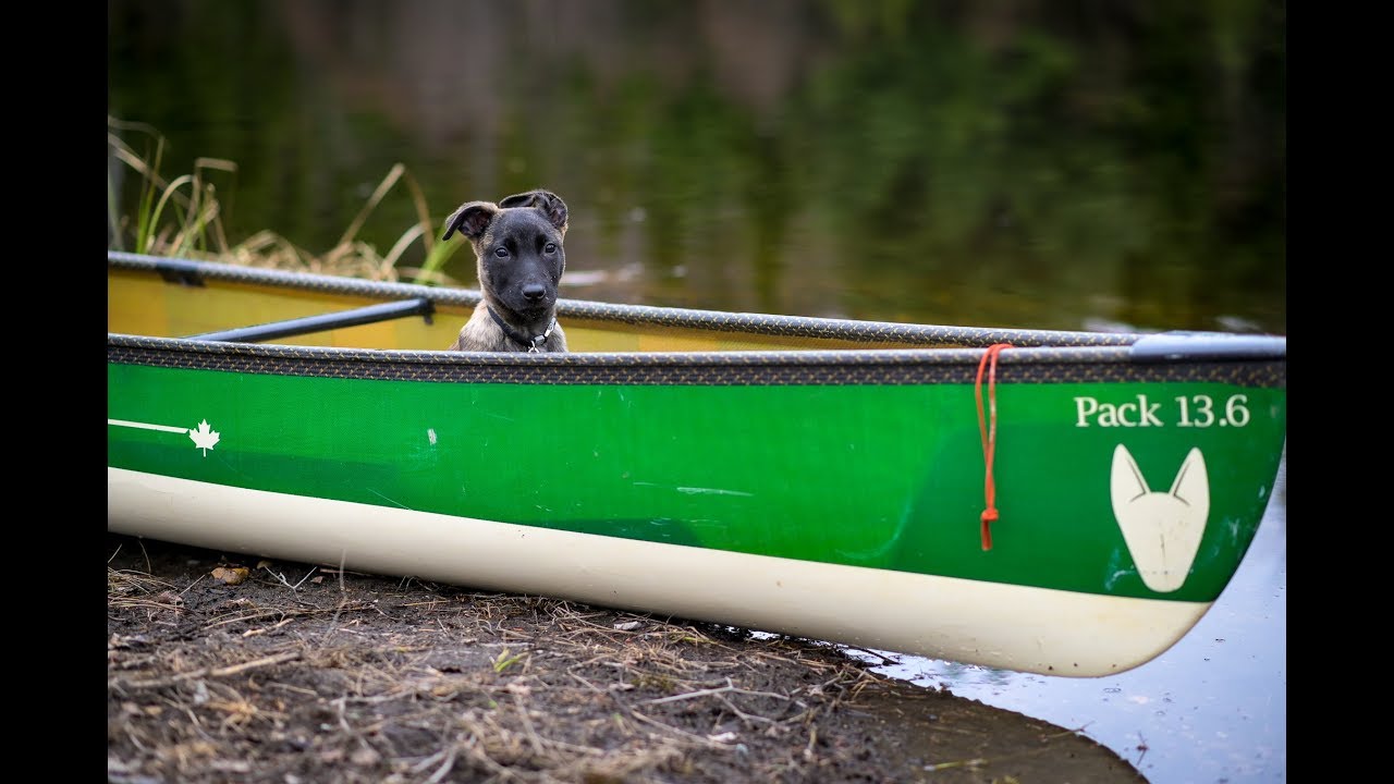 From SCARED, to CONFIDENT in a CANOE -DUTCH SHEPHERD PUPPY 1 week Progression.