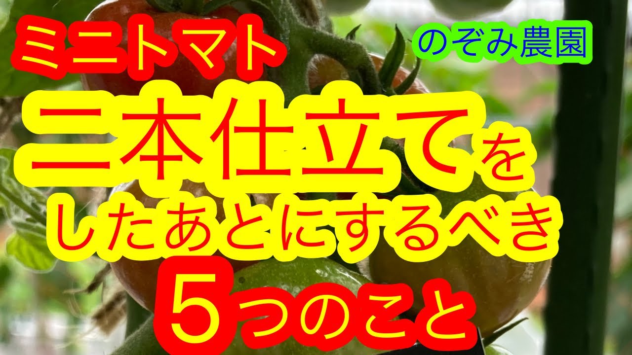 【トマト】ミニトマトを二本仕立てにしたあとにする５つのポイント　主枝の摘心まで　誘引　脇芽かき　追肥　ネット