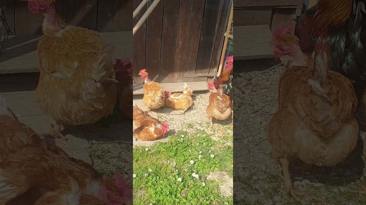 le galline  collo nudo 🐔🐔🐓🐓🐓