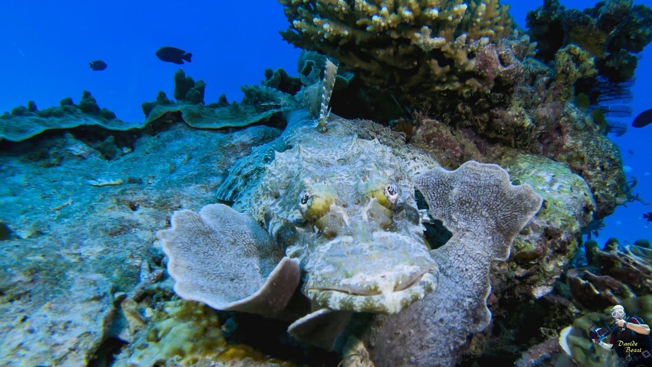 Indonesia. Raja Ampat (October 2022). Pesce Coccodrillo (Cymbacephalus beauforti). (4K).