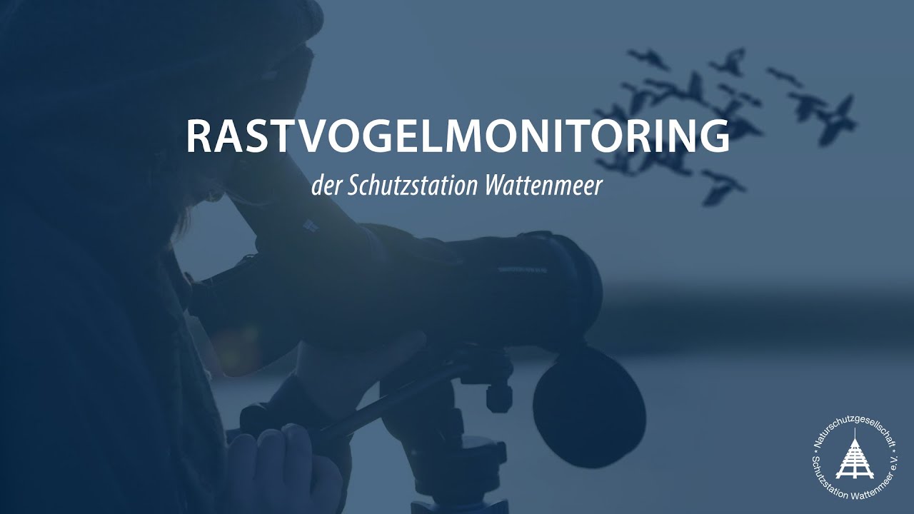Schutzstation Wattenmeer: Das Rastvogelmonitoring