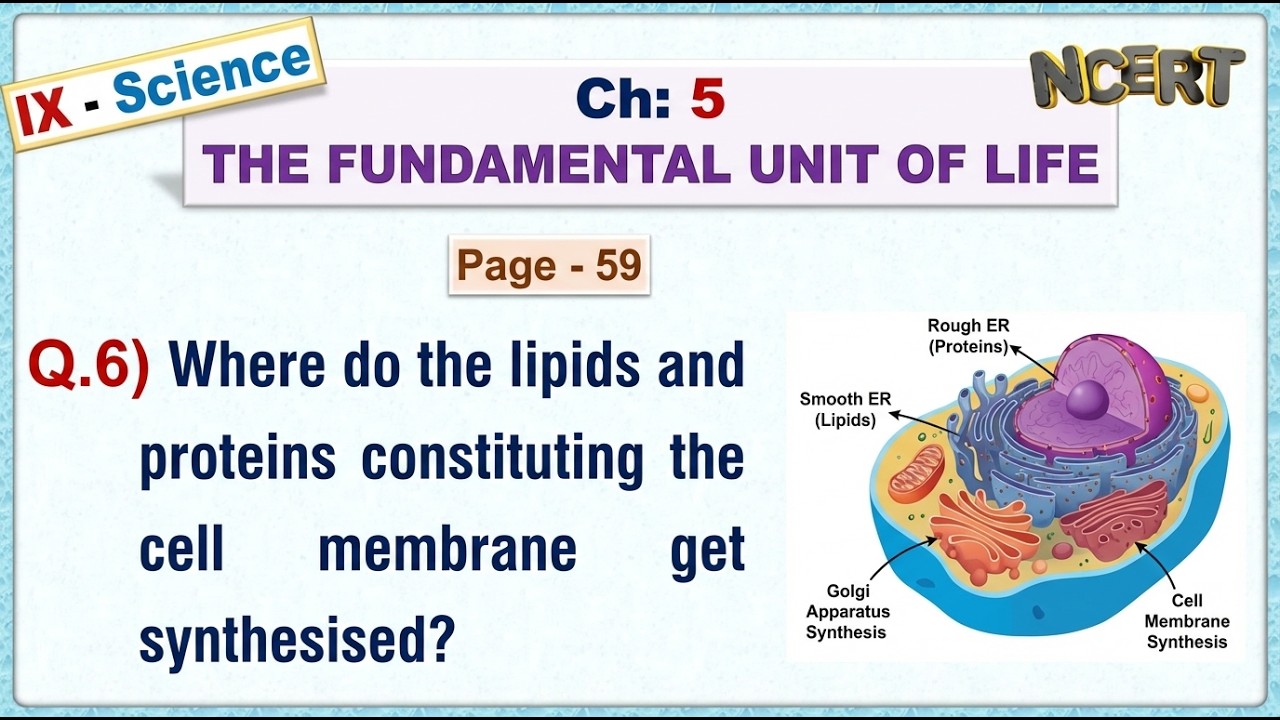 Ch:05 - Pg:59 - Q.6) Where do the lipids and proteins constituting the cell membrane get synthesised