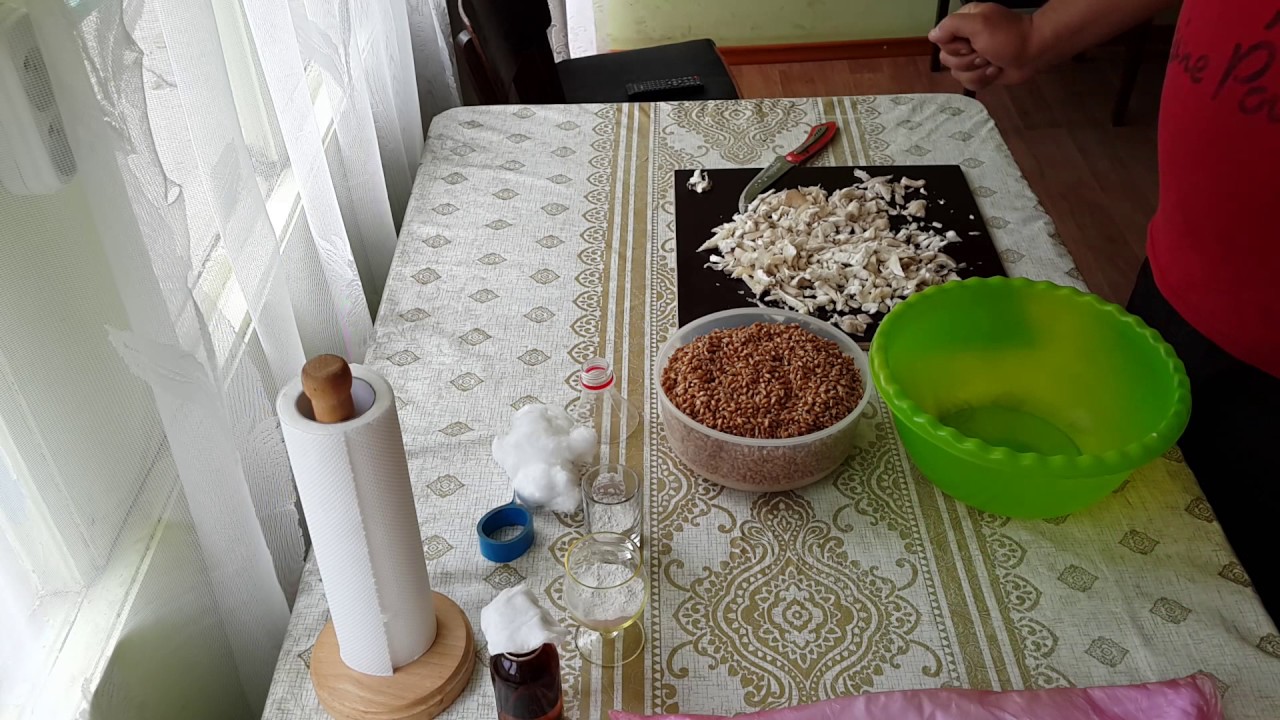 Как сделать зерновой мицелий вешенки дома?! Для выращивания на ПЕНЬКАХ! Упрощённый, легкий вариант.