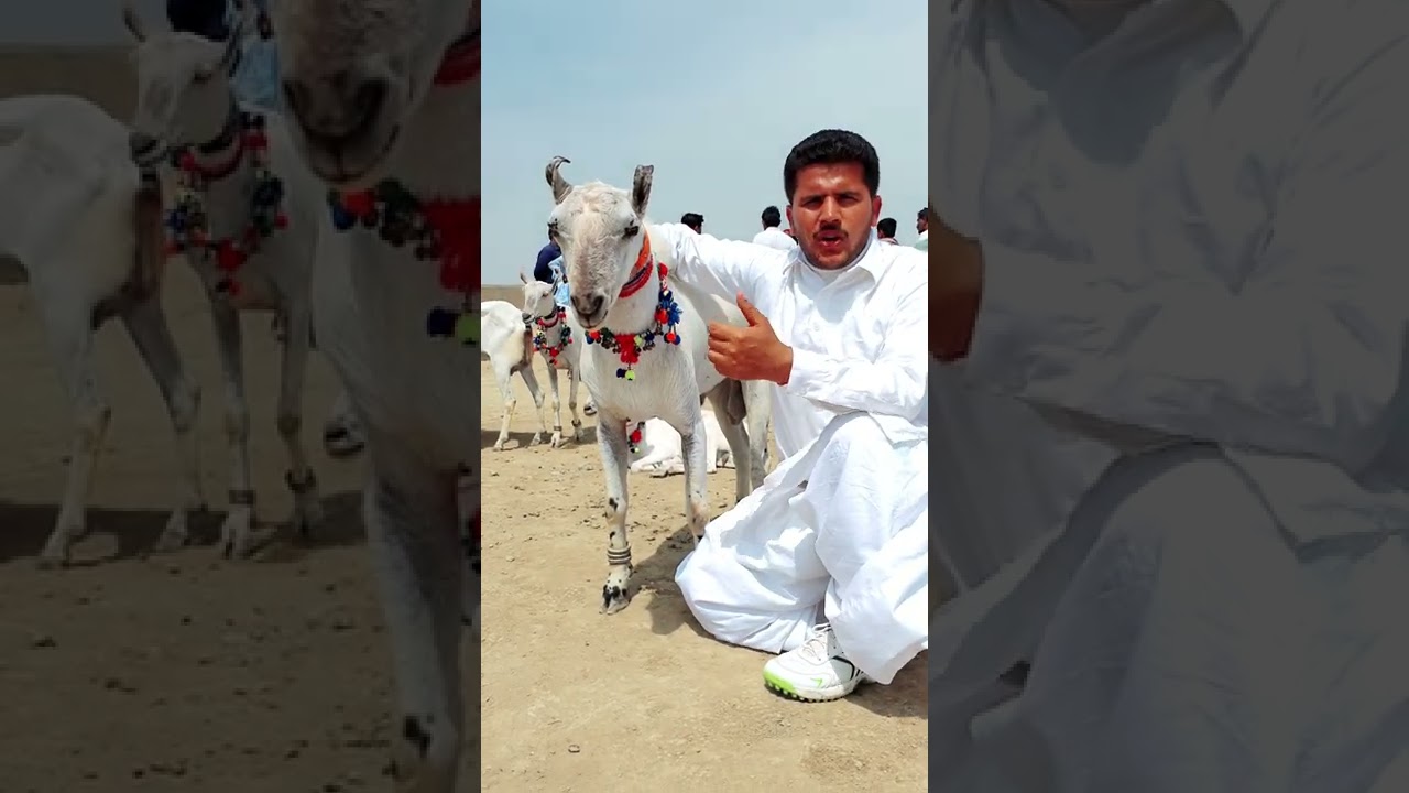 White barbari bakri 💓 barbari bakriyan  Khade Kan wali teddy bakriyan Teddy #Goat #video
