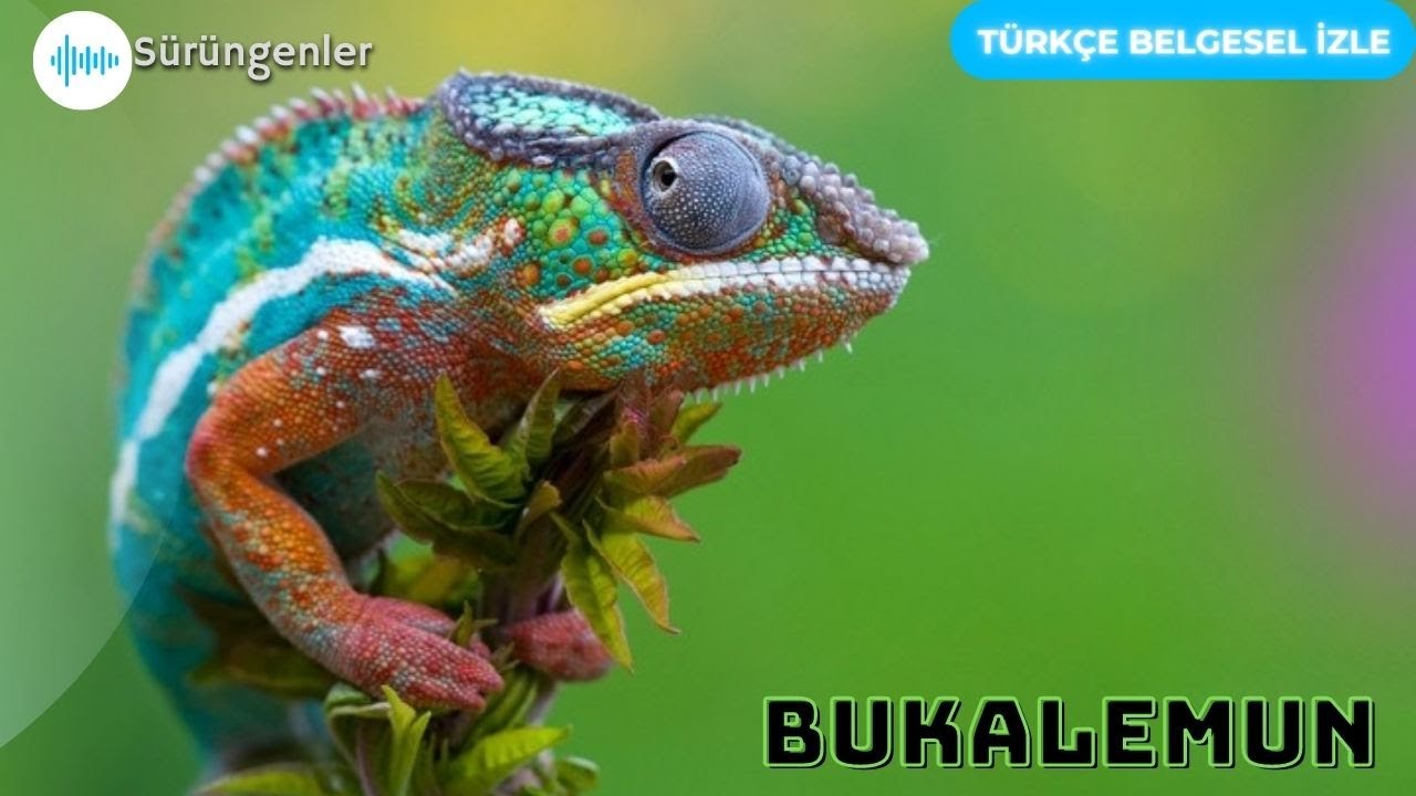 #Bukalemun &mdash; G&ouml;r&uuml;nmez K&uuml;&ccedil;&uuml;k Avcı. #hayvanlar #belgesel #florafauna