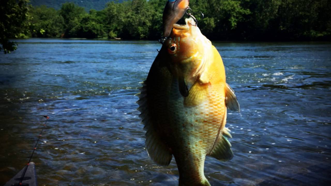 Shenandoah River Fly Fishing - South Fork (6-18-16)