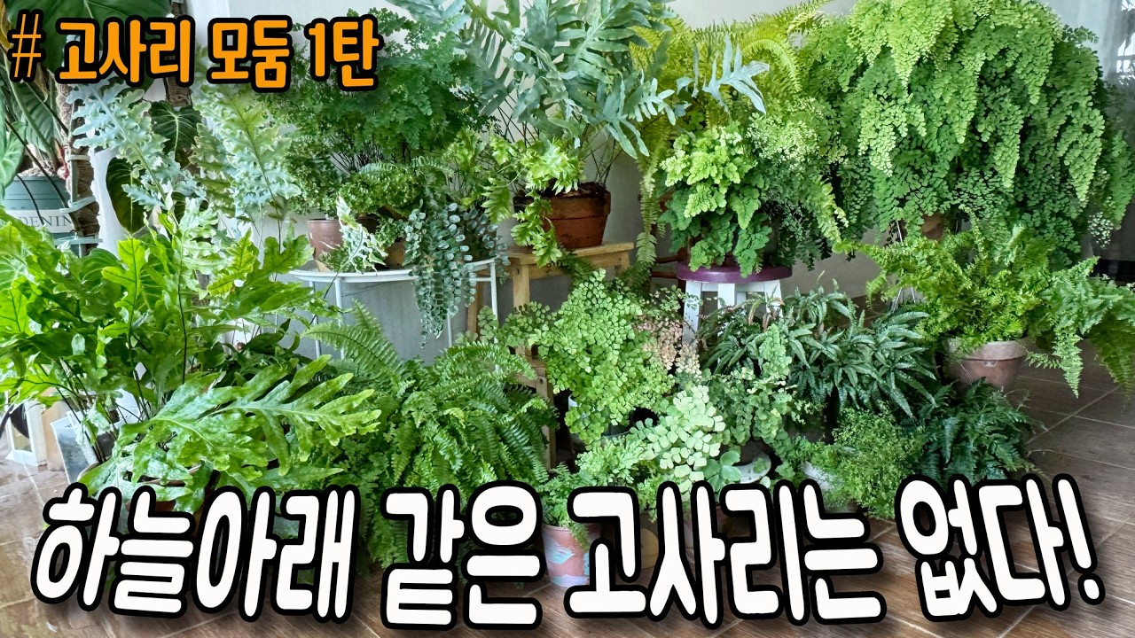 실내에서 키우는 고사리 식물 27가지 특징과 잘 키우는 방법 / 아디안텀 고사리 같은 고사리여도 잘 자라는 환경이 달라요 / 양치식물 고사리 모둠 1탄