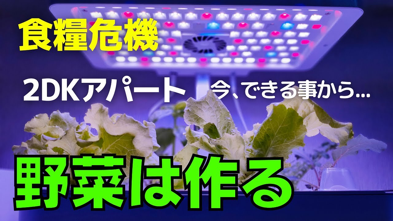 野菜の備蓄は？庭なし、狭いベランダ、野菜作ってます｜悩んでいる時間はないから