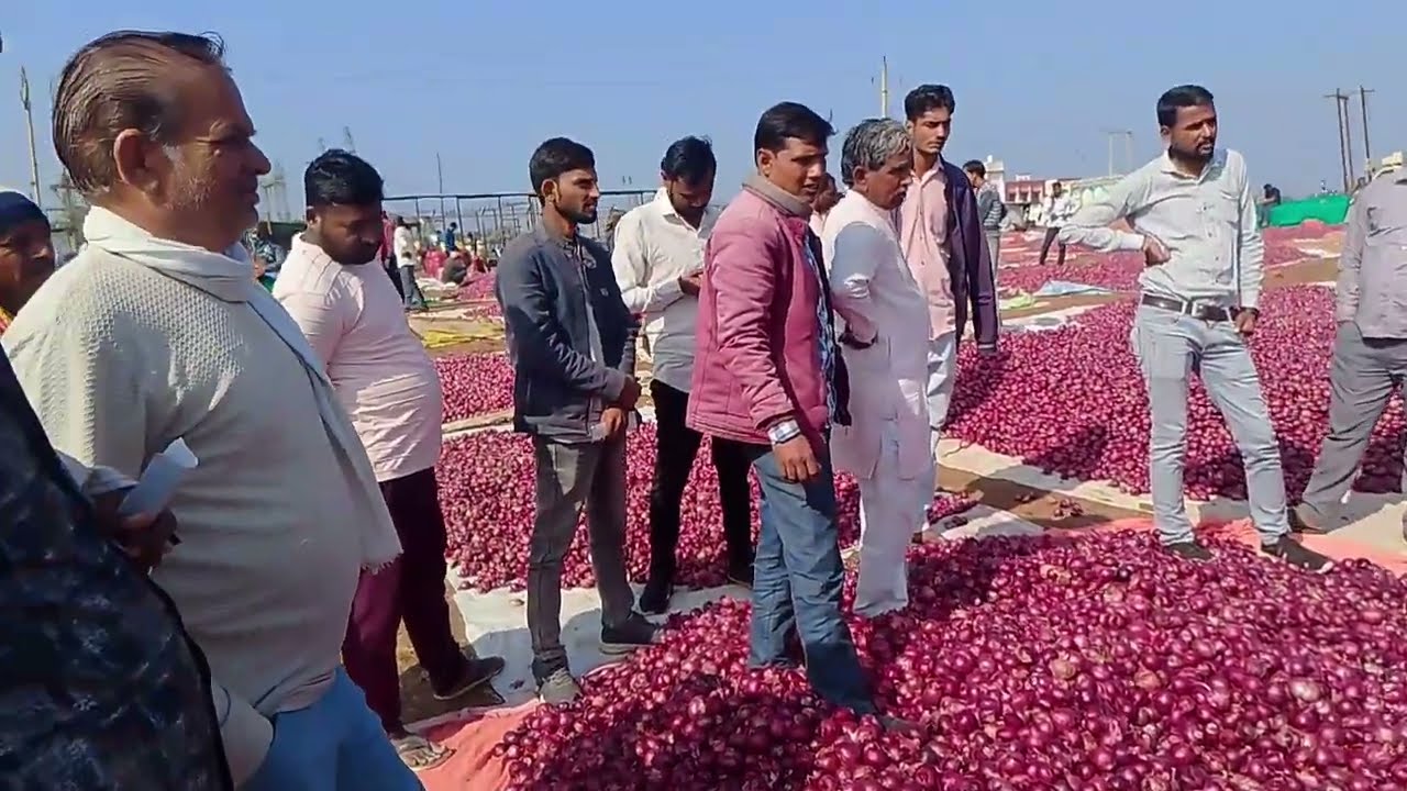 “आज के ताज़ा शामगढ़ प्याज मंडी रेट–05/12/2025” #शामगढ़_मंडी#प्याजभाव#OnionPrice#कृषिभाव#किसानसमाचार