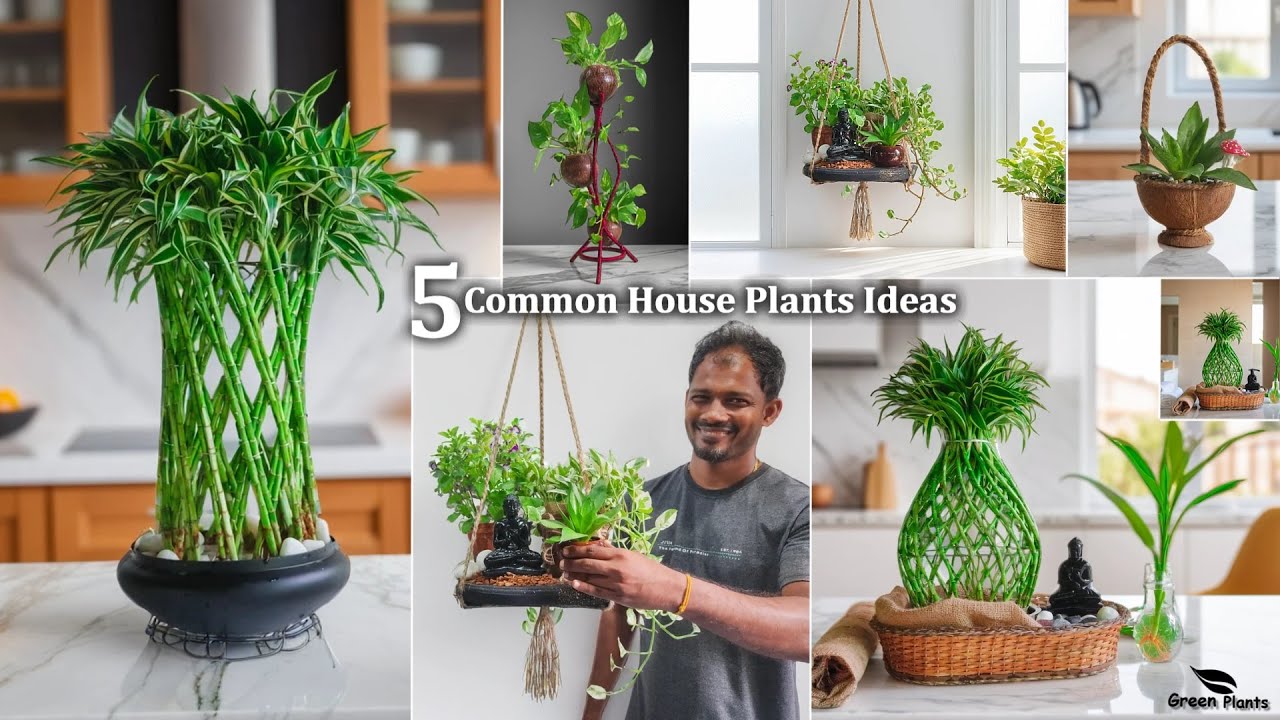 5 Common House Plants Ideas That Will Make Your Living Space Shine | Hanging & Easy//GREEN PLANTS