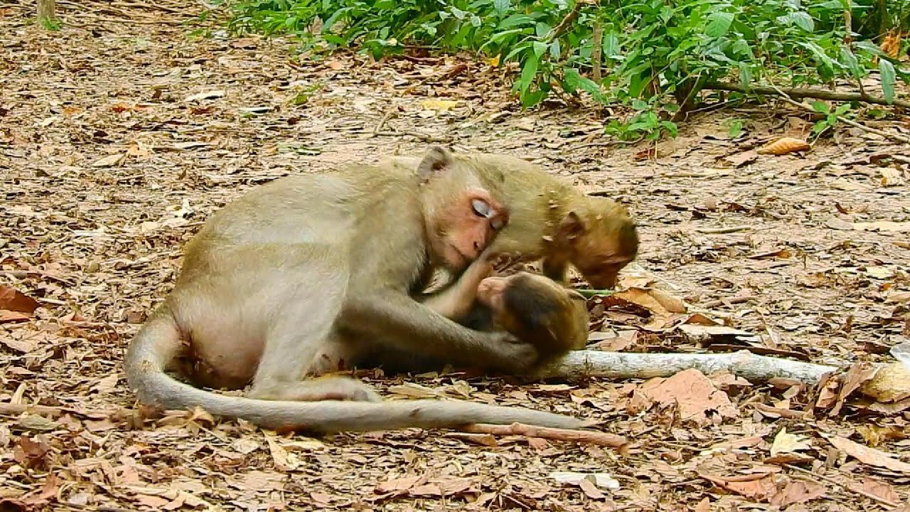 Aww, Cute Moments of Mother Monkey Playing Fun Kids&mdash;SVA daily life
