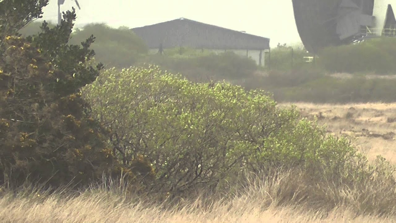 Montagu's Harrier (Female). Croft Pascoe. The Lizard. Cornwall. 26/04/2014