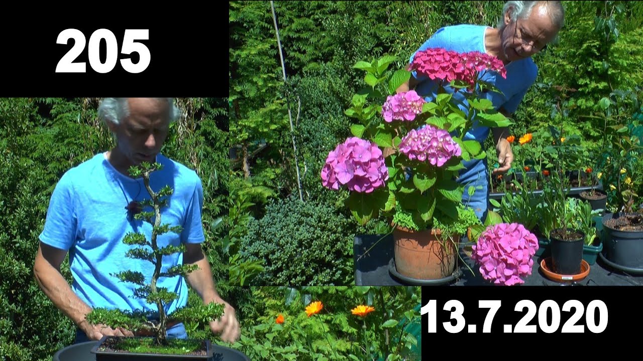 Garten Hortensie, kleine Bäume, Bonsai Erlebniswelt im Kleingarten mit vielen Schönheiten im Topf