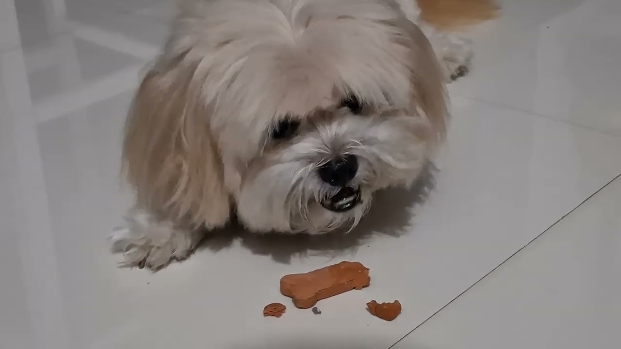 Good boy Braun #brauntheshihtzu #shihtzu #dog #pet #petisfamily #family #milkbone @milkbone 