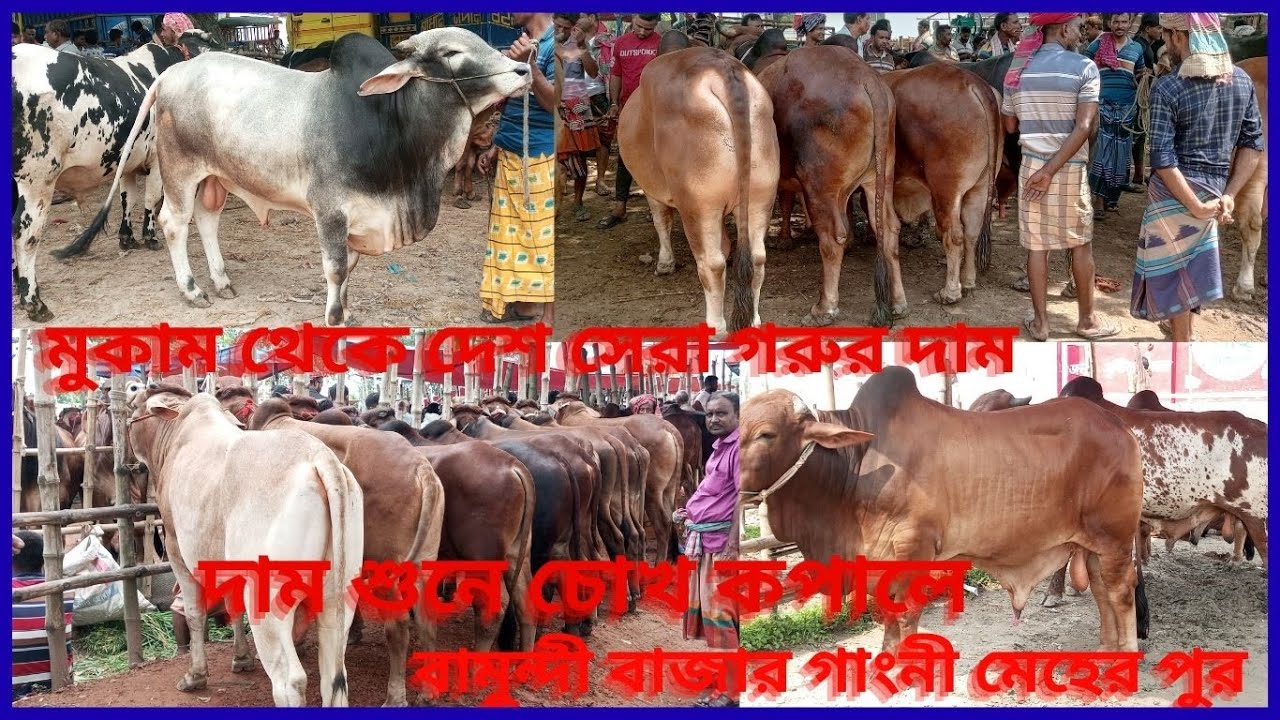 দাম শুনে চোঁখ কপালে🔥২০২৬ কোরবানি হাট কাপানোর দেশ সেরা গরুগুলোর দাম✅কাস্টোমার নাই✅বামুন্দি গরুর হাট