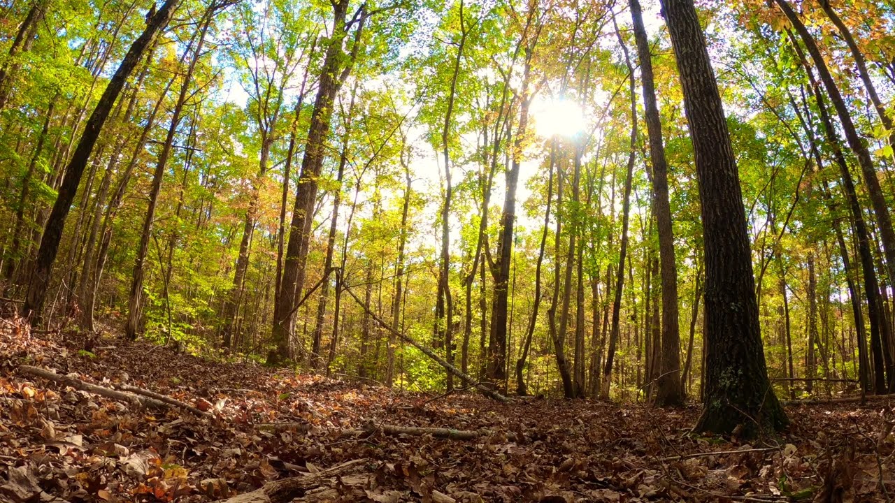Forest Sounds with Colorful Leaves