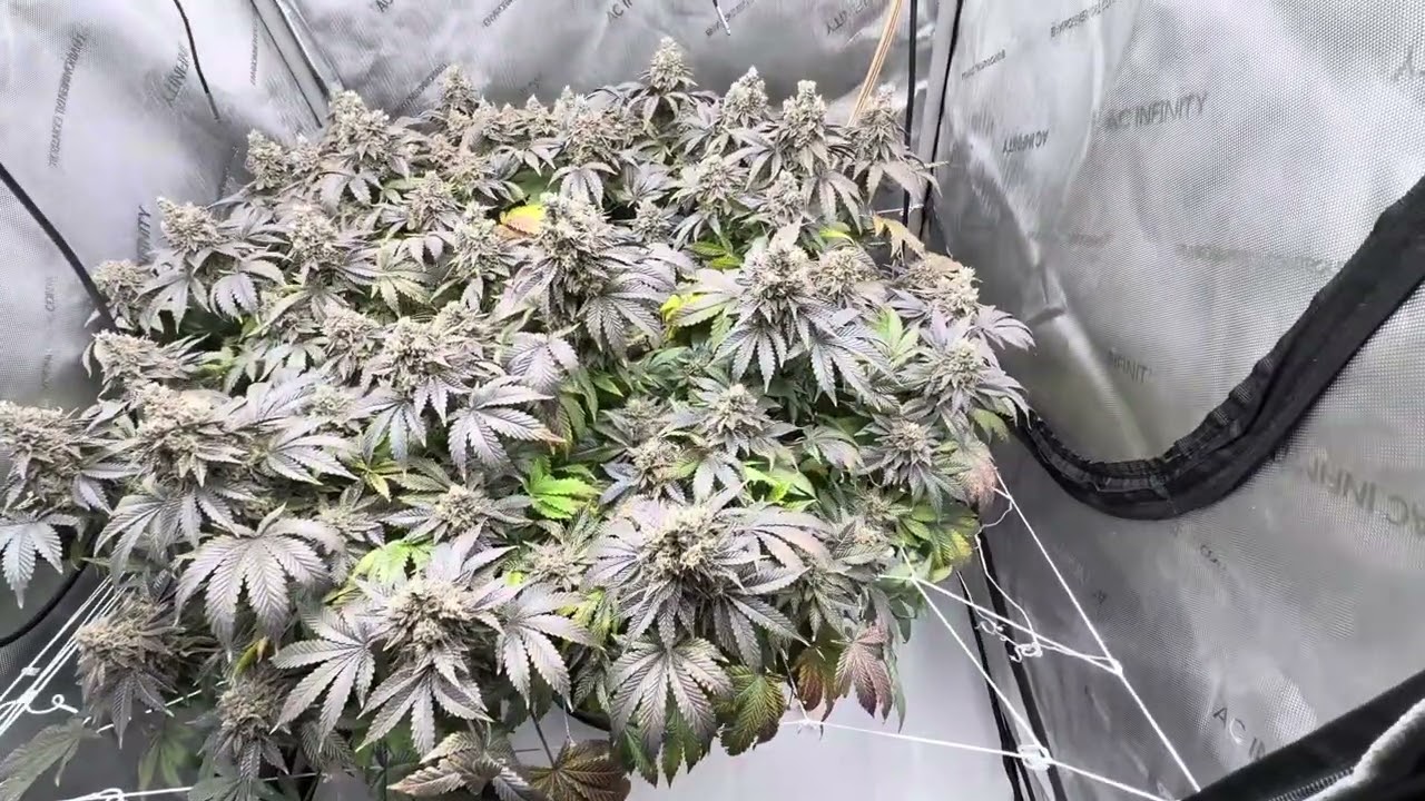 Growing weed! Mandarin cookies V2, in its final week or so￼!
