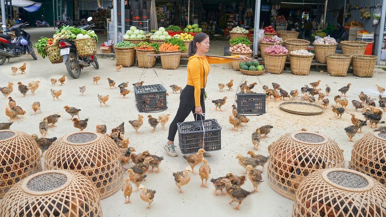 Buy Many Chicks to Raise on the Farm - Prepare The Soil and Plant More Vegetables in the Garden.