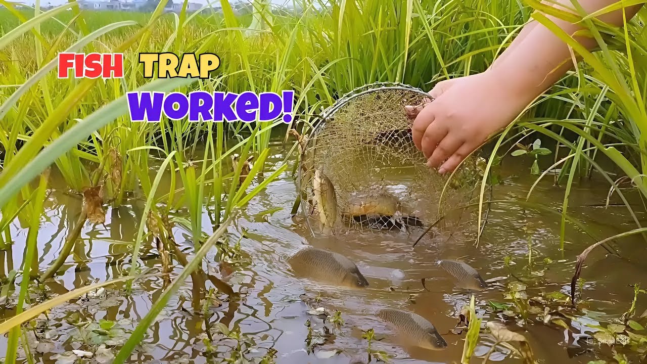 Primitive Fish Trap Success! The Poor Boy Caught a Lot at a Tiny River