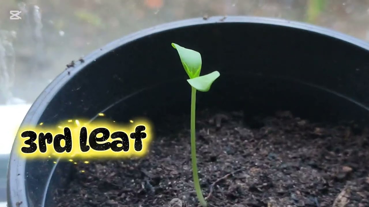 Nashi Pear Tree Seedling 🌱 Update. 1st Week Of February 🍐🍐🍐