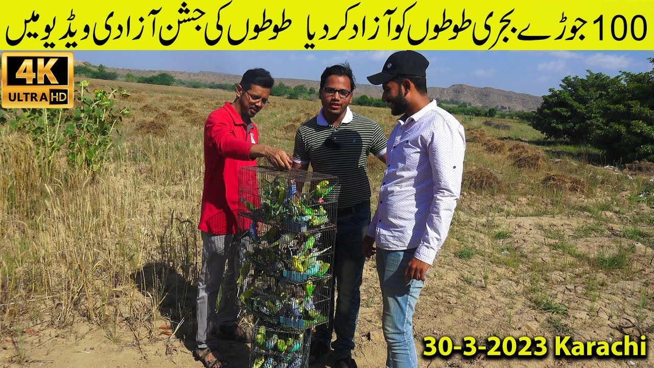 Parrots Releasing From Cage 100 Pair Budgies Birds Releasing at Beautiful Place 30-3-2023 Karachi