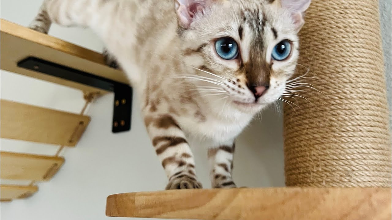 HUGE Cat Wall! I built a big indoor cat playground!