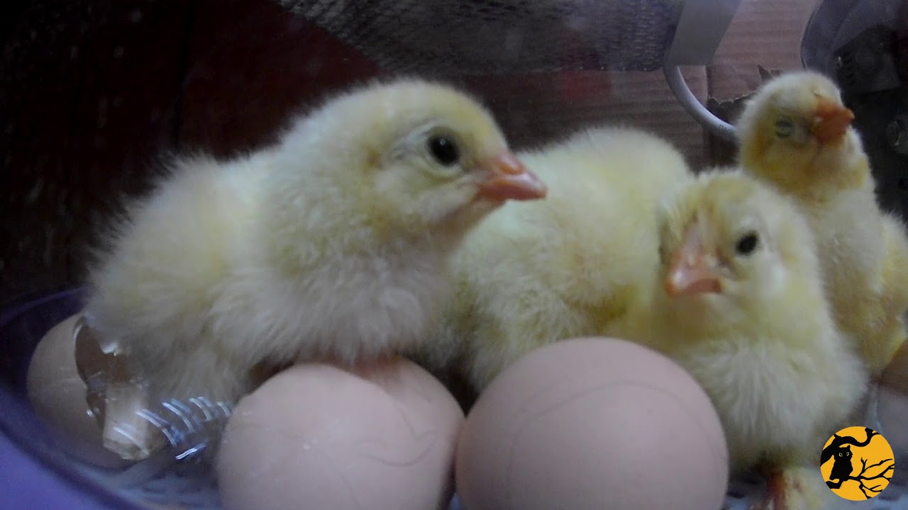 SONO NATI I PULCINI - Schiusa Uova in Incubatrice Fiem - parte 1 Brahma Chicks