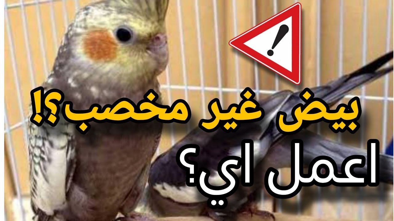 الكوكتيل مش شغال او البيض غير مخصب اعمل اية