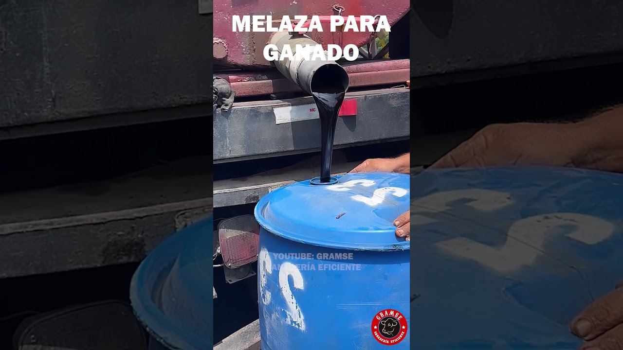 MELAZA PARA GANADO: Un ingrediente que jam&aacute;s puede faltas #ganado #melaza #campo #finca #zootecnia
