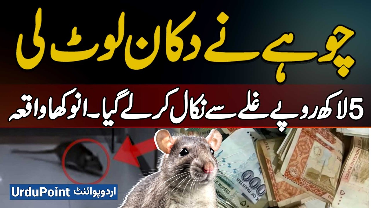 A Rat Robbed Shop in Lahore: Rat Steals 5 Lakh Rupees From Shopkeeper's Cash Box - A Unique Incident