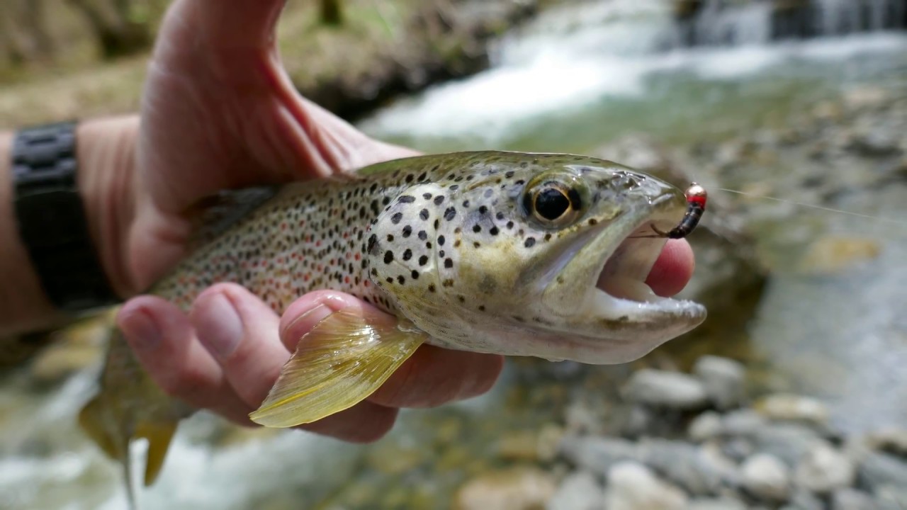 Peche truite en nymphe collection printemps été 2018 4K