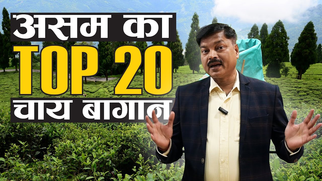 Assam Tea Garden : A Key to Business Success #teabusiness #teaeducation #assamtea