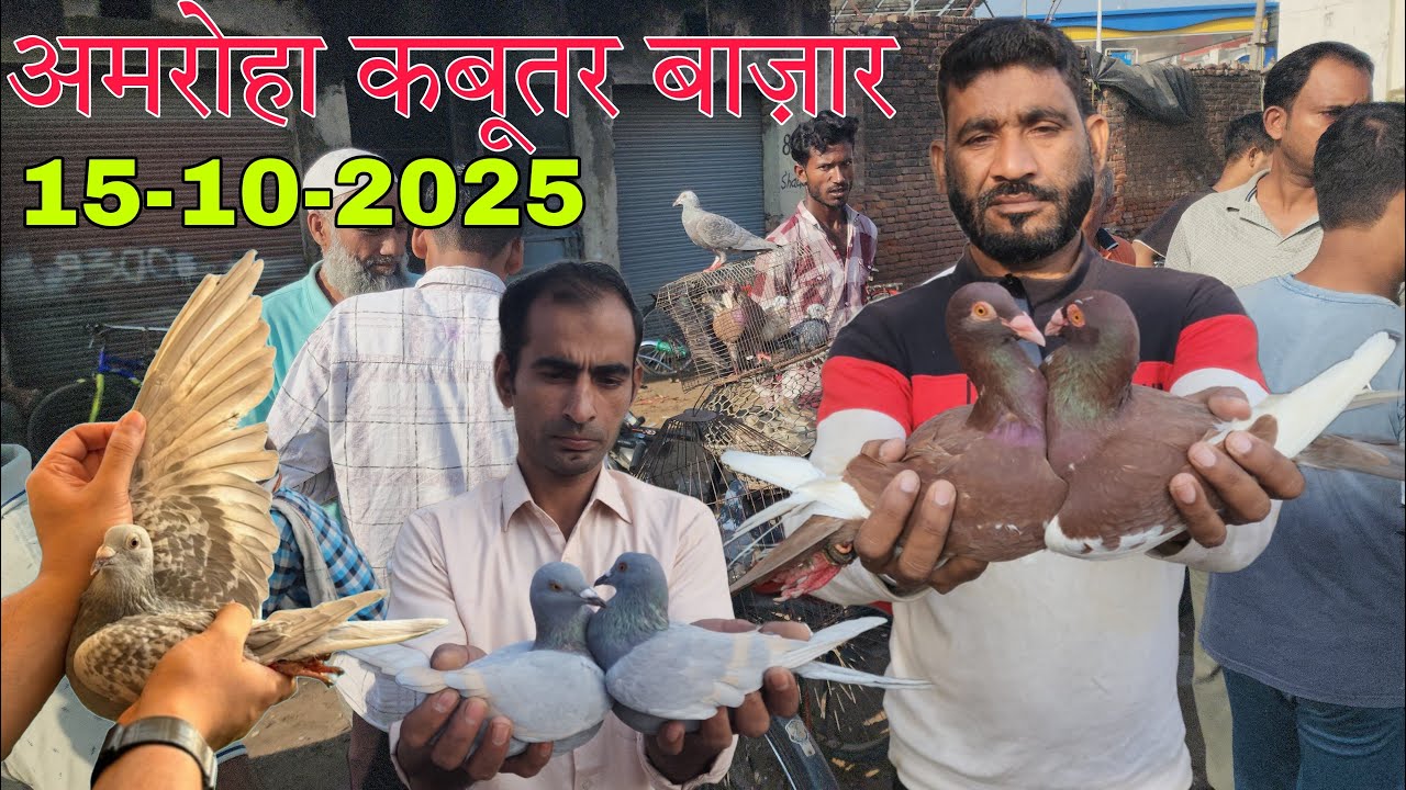 Amroha kabootar market 🕊️ 15-10-2025. अमरोहा कबूतर बाज़ार। Gola kabootar market