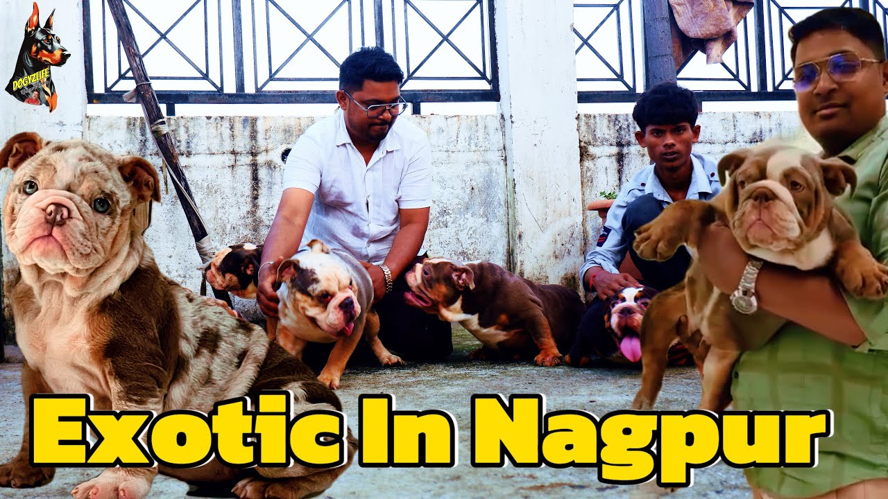 India&rsquo;s Top Exotic British Bulldog & French Bulldog Farm In Nagpur Maharashtra | Exotic Dog Farm 