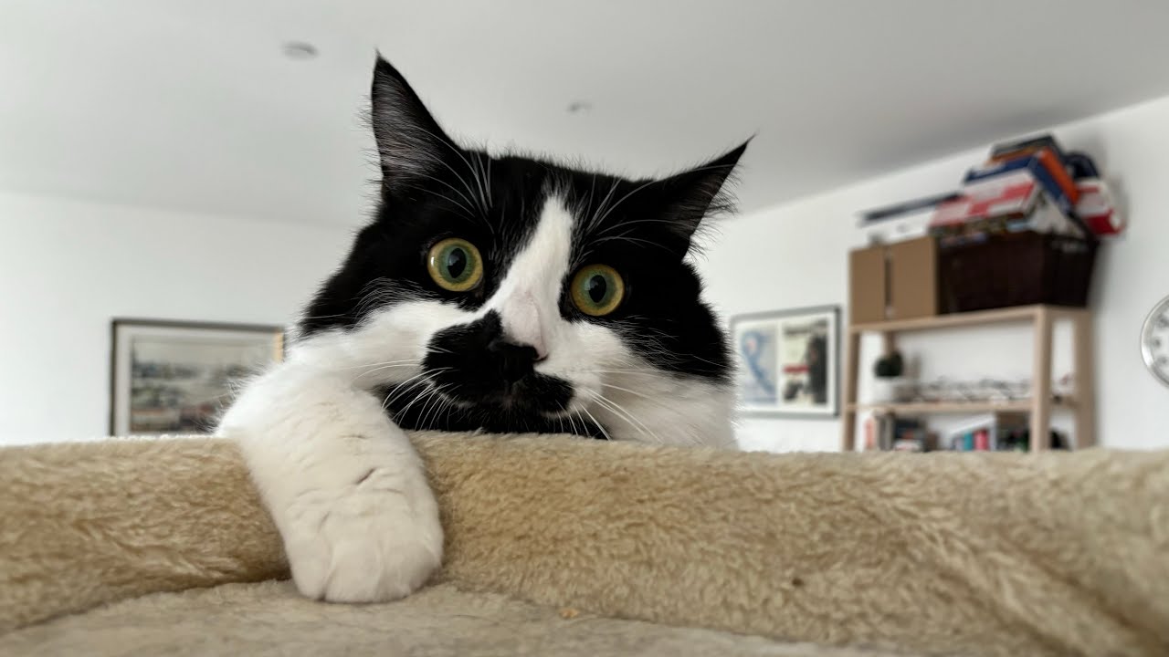 Smore the cat detects some greebles&hellip;