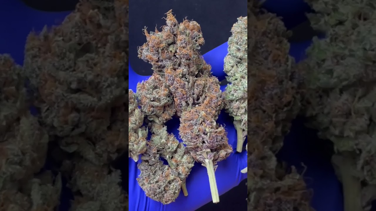 Disfrutando el proceso del &uacute;ltimo cultivo con Sweet Seeds&reg; y #Dynavap