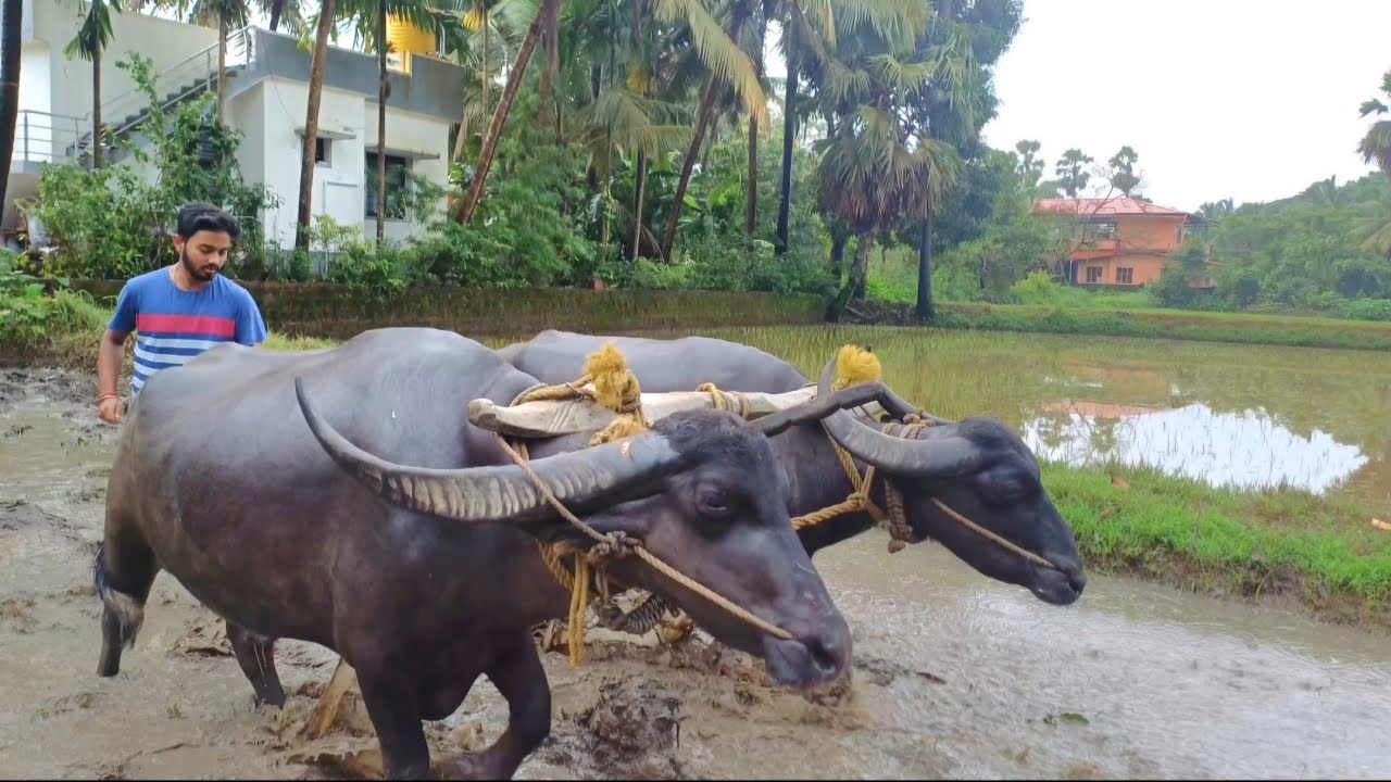 ತುಳುನಾಡ ಬೆನ್ನಿದ ಕಂಡ ದಪ್ಪುನ ಪೊರ್ಲು ತೂಲೆ || Traditional Method of Pudding using Buffaloes