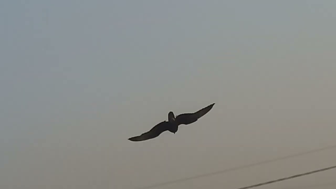 My lugger falcon flying after 01 week and her performance is good