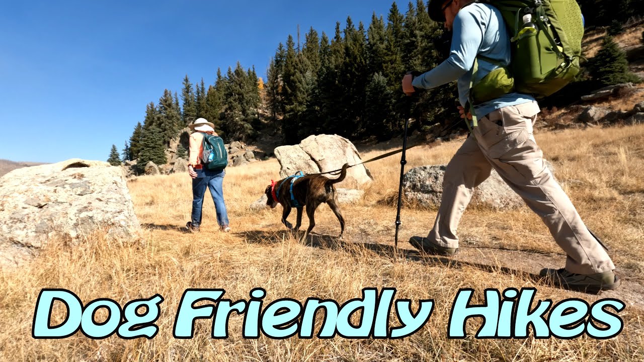 Valles Caldera National Preserve - Dog Friendly Hike  | Jemez New Mexico
