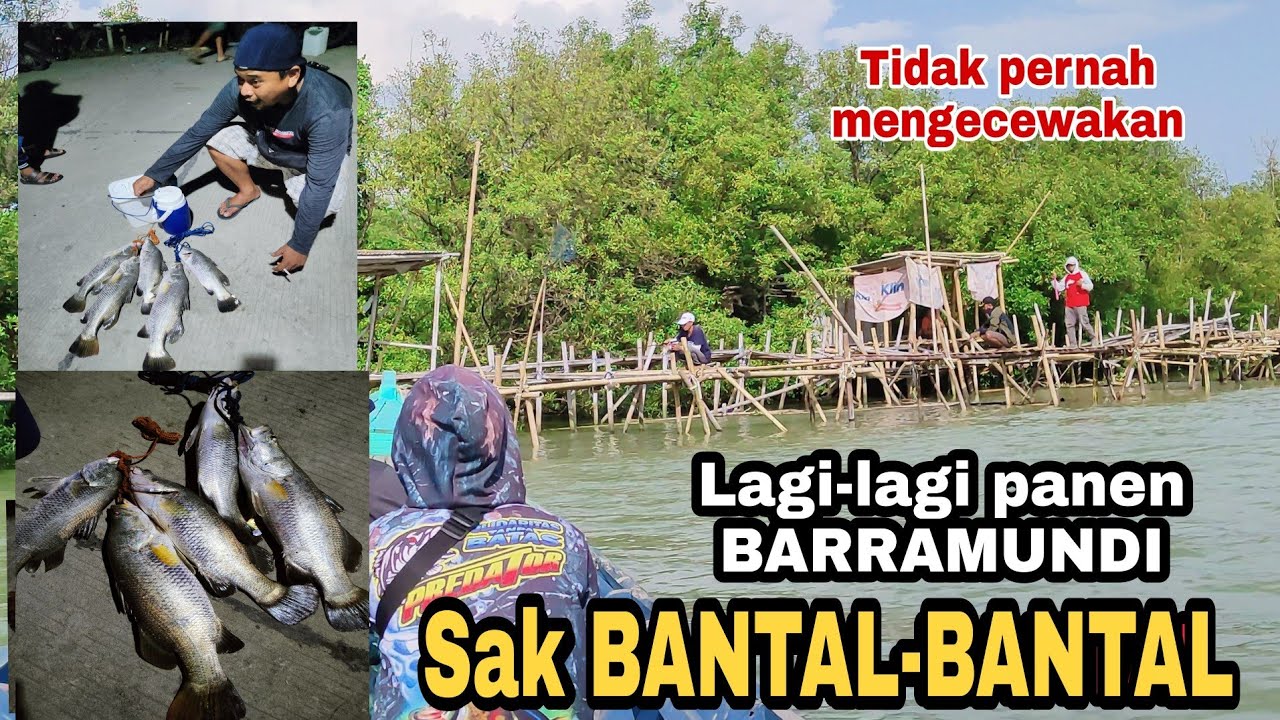 MANCING DI RUMPON ANAM SPOT !! PASTI PANEN KAKAP PUTIH 🎣 #mancingkakapputih #barramundi