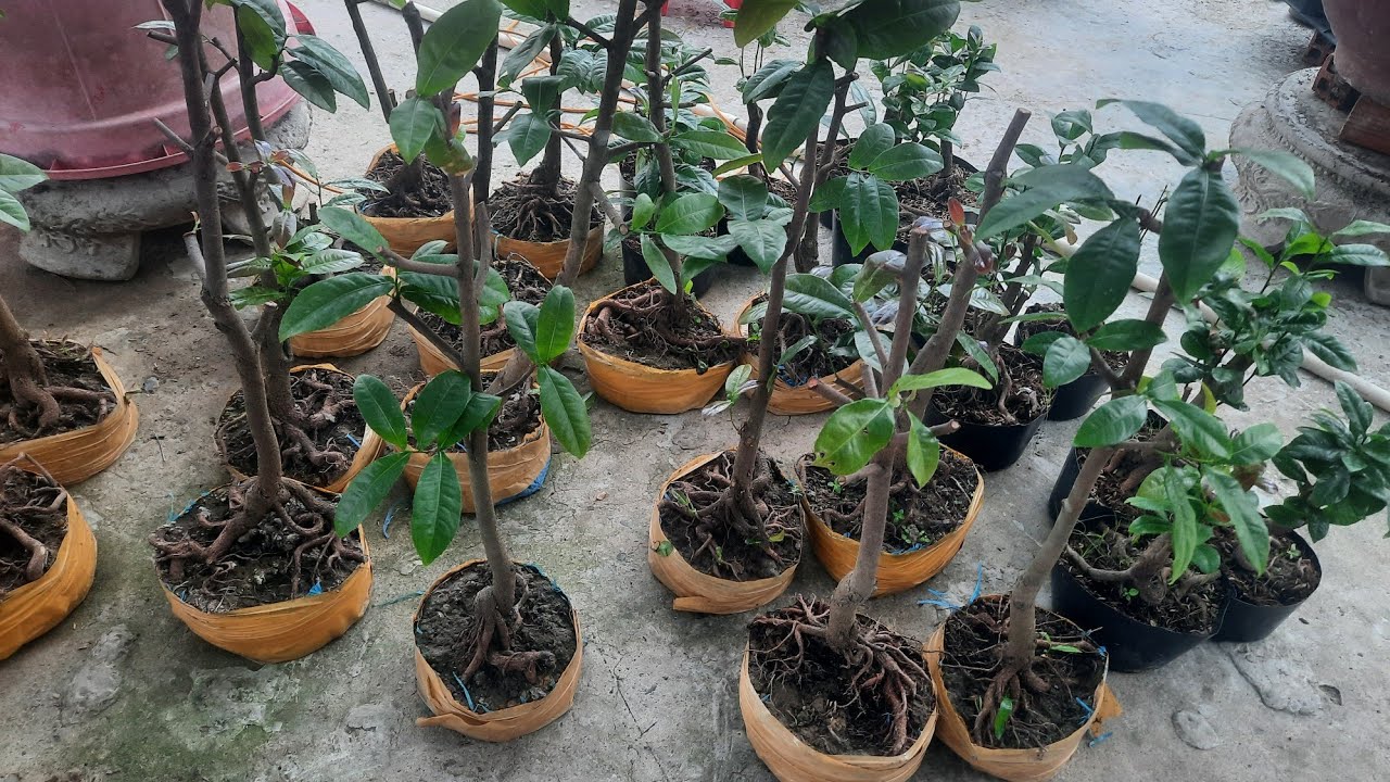Phôi mai tứ quý bonsai giá rẻ 10/01 Thái 0329027256 ( đã bán hết cây )