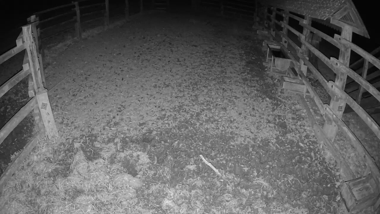 Zubria zvernica (cam1) 11.03.2026 o 20:00