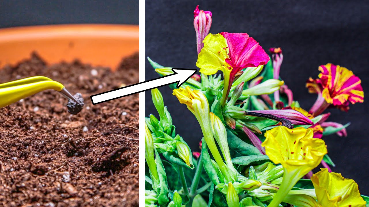 Growing Four O'Clock Flower from Seed (84 Days Time Lapse)