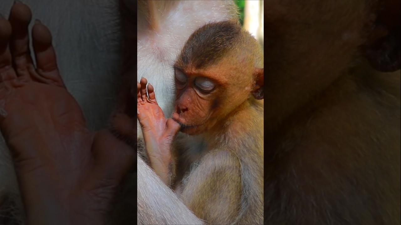 Adorable Wild Monkey Nature