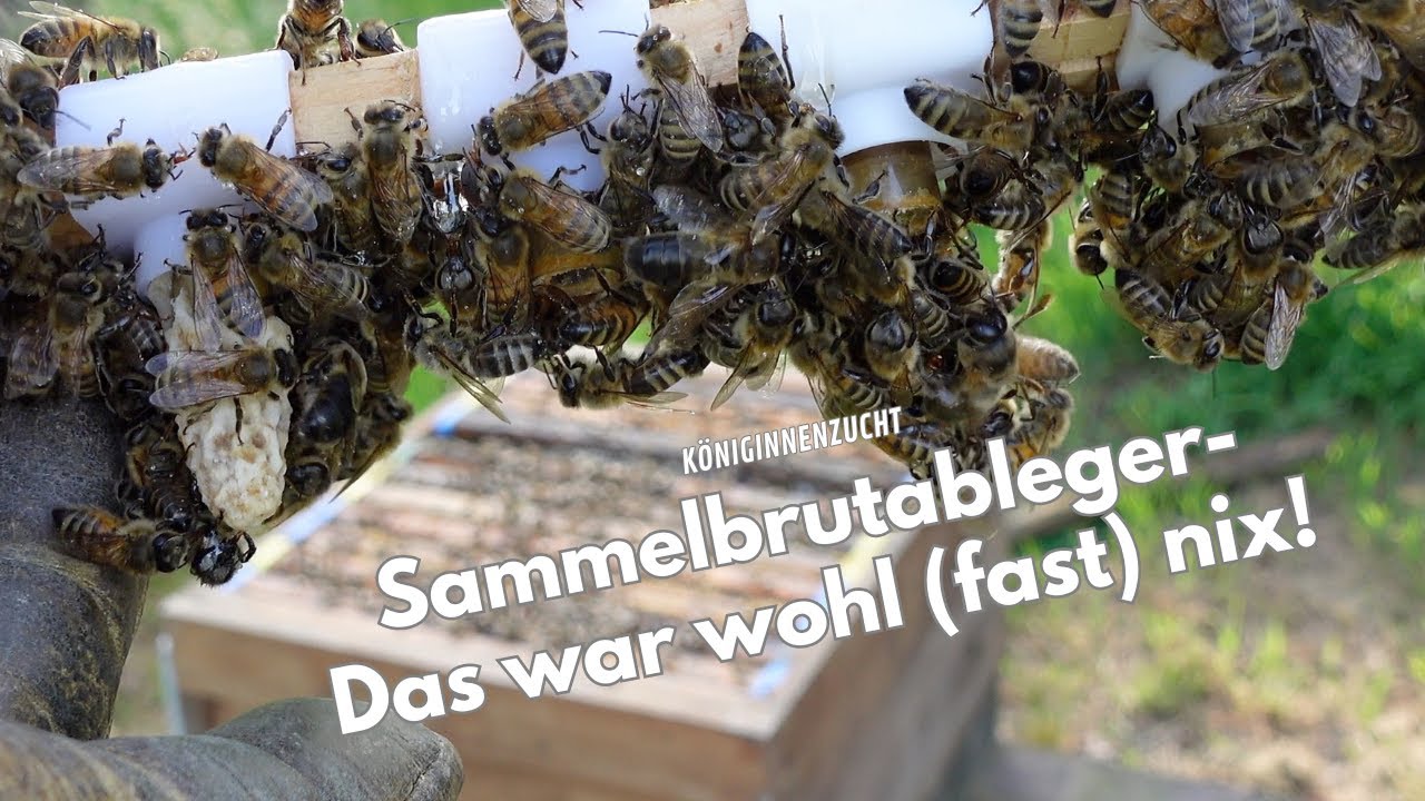 DAS GING IN DIE HOSE - Sammelbrutableger ohne Erfolg!