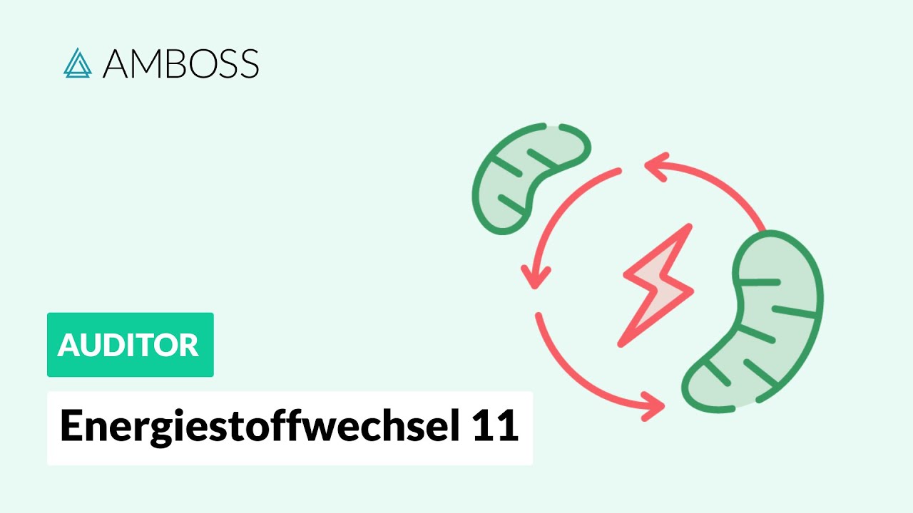 Energiestoffwechsel Teil 11 -- Regulation der Gluconeogenese -- AMBOSS Auditor