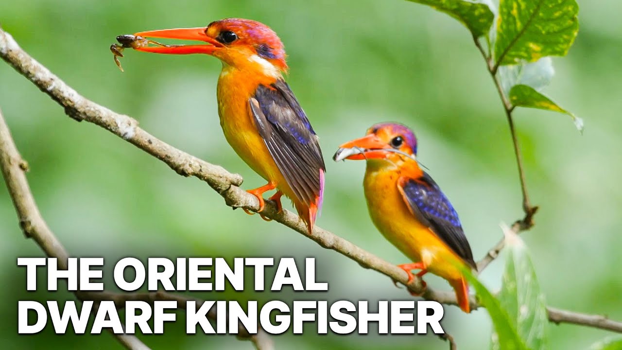 The Oriental Dwarf Kingfisher | Fascinating Documentary