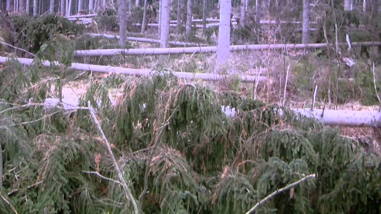 Lasy Dolnego Śląska - Nadleśnictwo Jugów