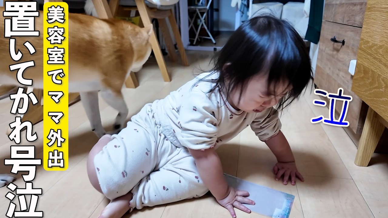 ママに置いていかれて号泣する2歳児と柴犬が可愛すぎましたw