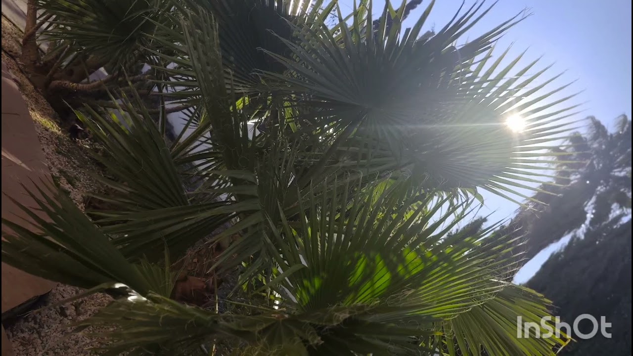 Gines Rico Otro dia mas